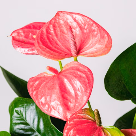 Heart Beats: Pink Anthurium highlight
