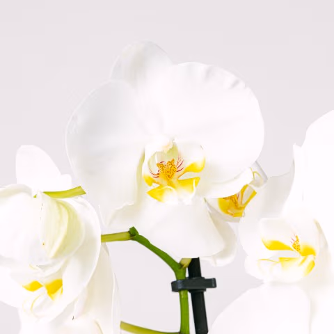 Snowflakes Dance: White Orchid highlight