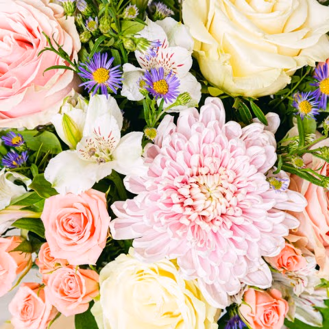 Infinite Strengh: Anastasia and Aster highlight Infinite Strengh: Anastasia and Aster highlight