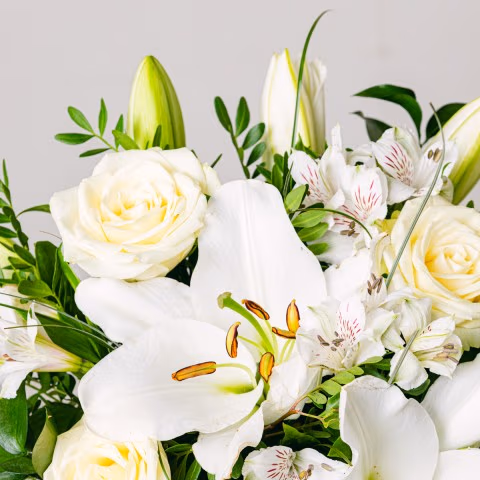 Aurore: Lilies and Roses highlight Aurore: Lilies and Roses highlight