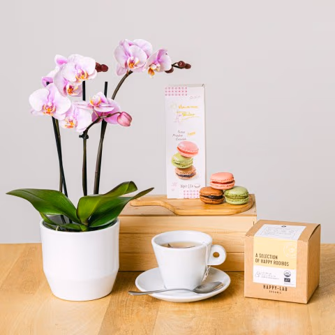 Tea Orchid: Mini Orchid and Tea
