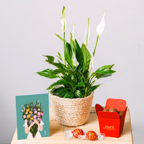 Light Reflections: Peace Lily Light Reflections: Peace Lily