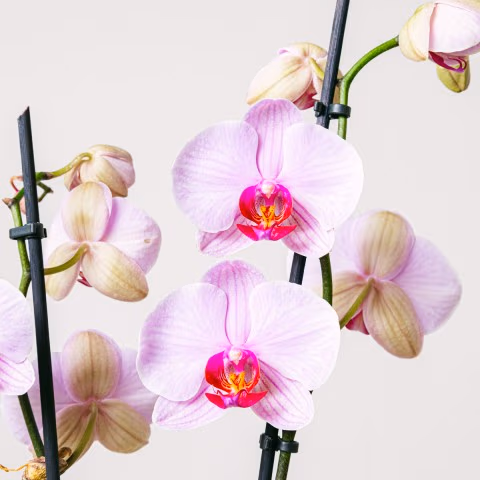 Tea Orchid: Mini Orchid and Tea highlight