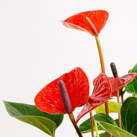 Sweet Medley: Gourmet Gift Basket highlight