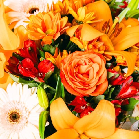 Peach Flavour: Lilies and Roses highlight Peach Flavour: Lilies and Roses highlight