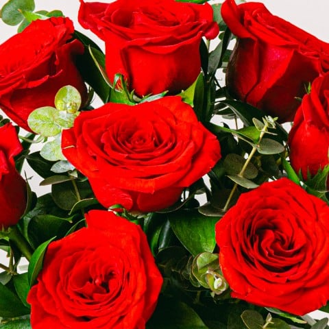 Vibrant Blooms: Red Roses highlight Vibrant Blooms: Red Roses highlight