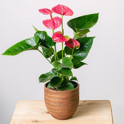 Heart Beats: Pink Anthurium