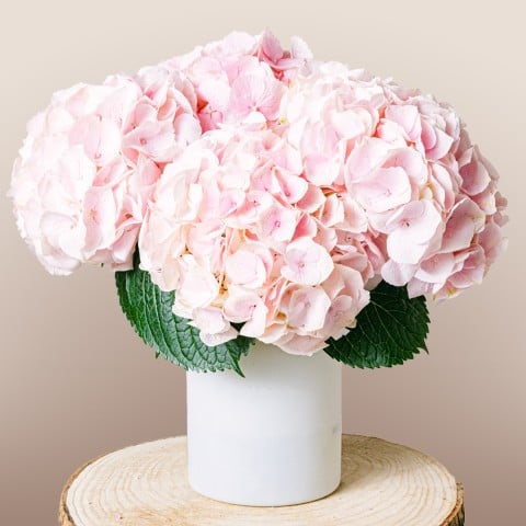Romantic Poem: Pink Hydrangeas