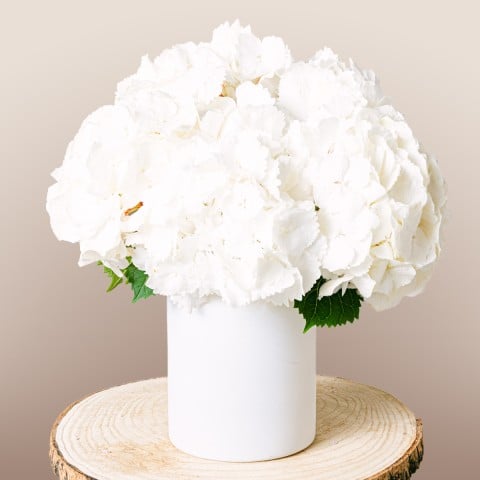 Graceful Winter: White Hydrangeas