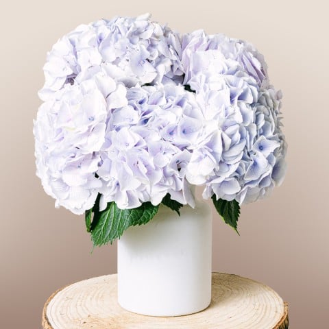 Little Sapphire: Blue Hydrangeas