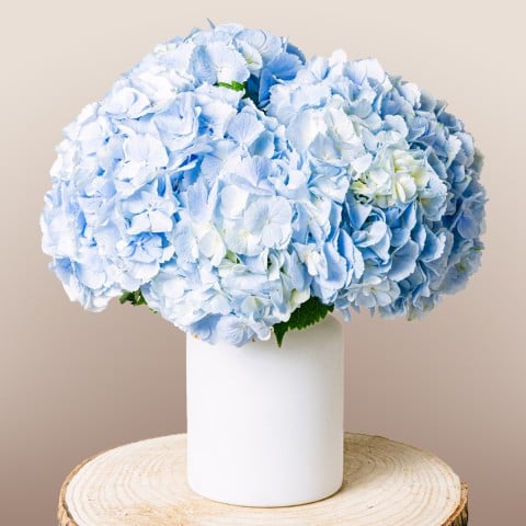 Soulful Eyes: Navy Blue Hydrangeas