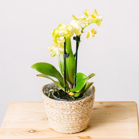 Yellow Rising: Yellow Orchid