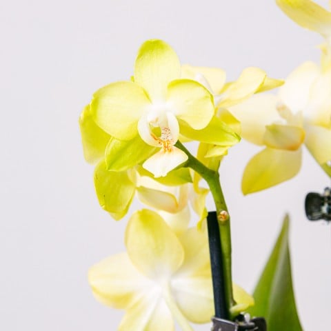 Yellow Rising: Yellow Orchid highlight