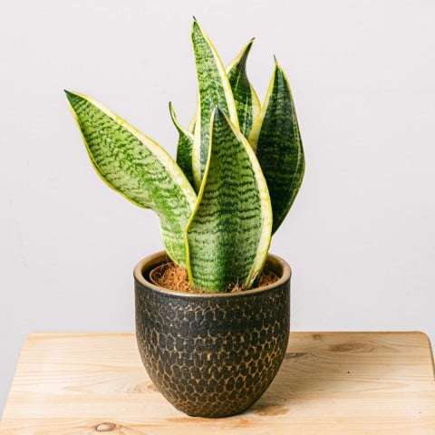 Spotted Jungle: Sansevieria