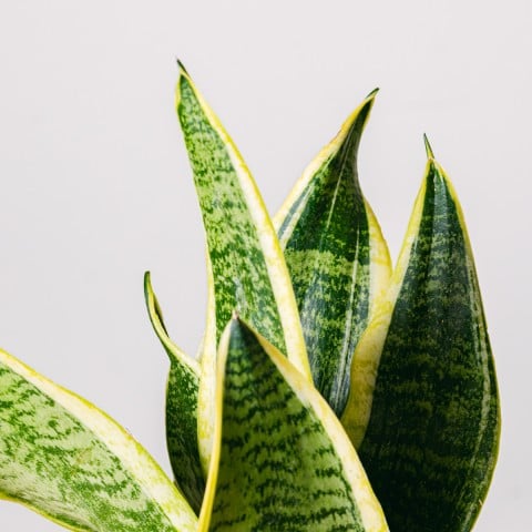 Spotted Jungle: Sansevieria highlight