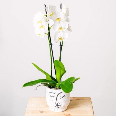 Snowflakes Dance: White Orchid