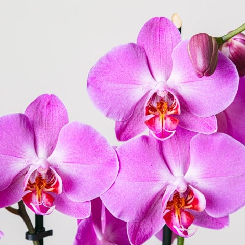 Purple Gospel: Purple Orchid highlight