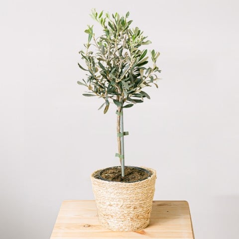 Mediterranean Peace: Mini Olive Tree