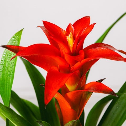 Blooming Heart: Red Bromeliad highlight
