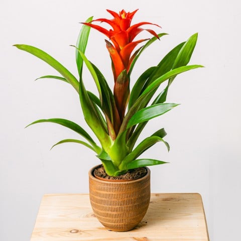 Blooming Heart: Red Bromeliad