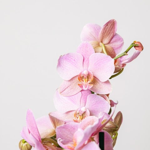 Smooth Song: Pink Orchid highlight