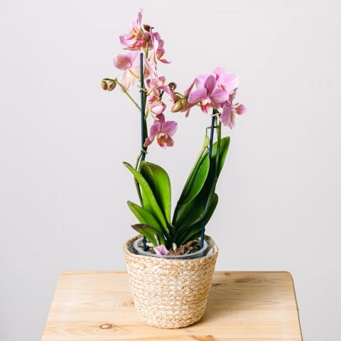 Smooth Song: Pink Orchid