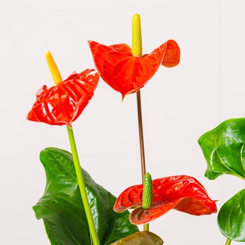 True Affection: Red Anthurium highlight