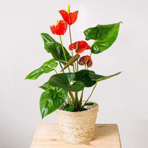 True Affection: Red Anthurium