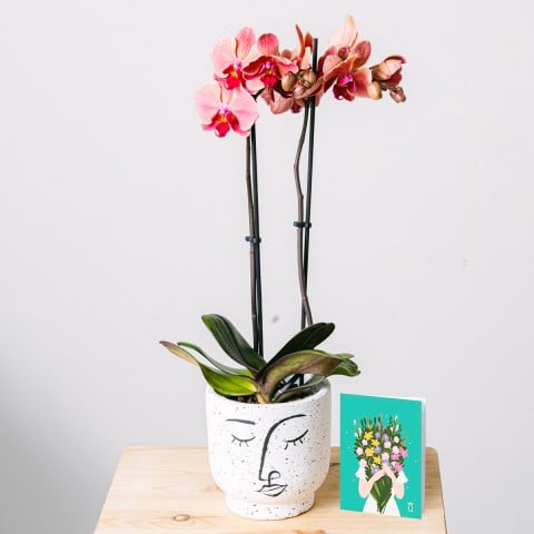 Rays of Happiness: Orchid, flower pot and card Rays of Happiness: Orchid, flower pot and card