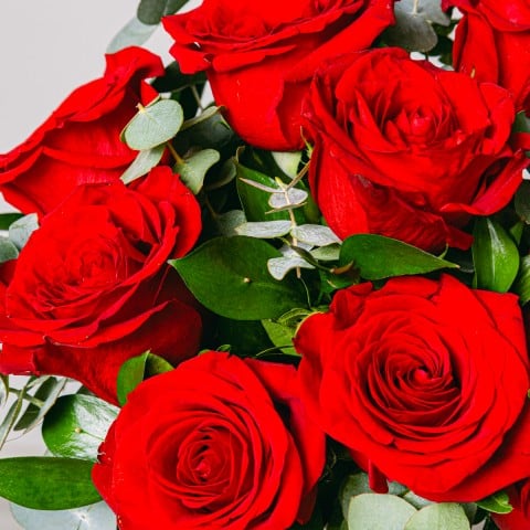 Timeless Love: Red Roses highlight