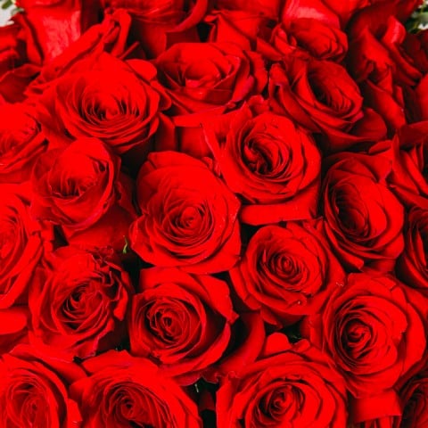 Eternal Love: 40 Red Roses highlight