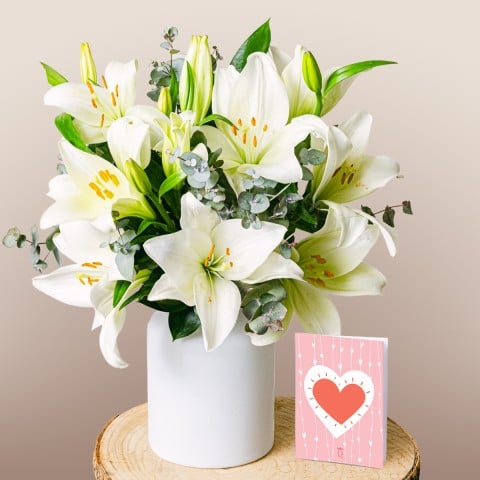 Débuts Brillants: Lys Débuts Brillants: Lys