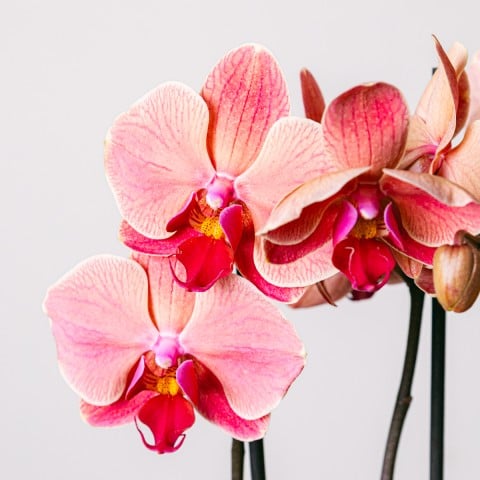 Rays of Happiness: Orchid, flower pot and card highlight Rays of Happiness: Orchid, flower pot and card highlight