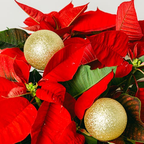 Celebrate International Poinsettia Day and Discover Its Origin